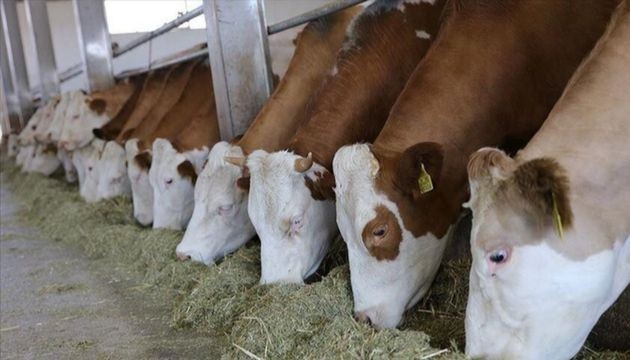 Hayvancılıkta 'ari işletme' şartları değişti